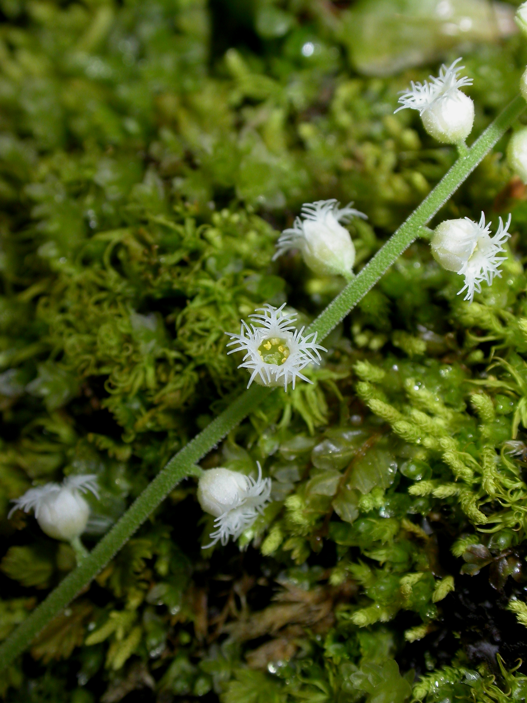 Saxifragaceae Mitella diphylla