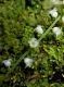 image of Mitella diphylla