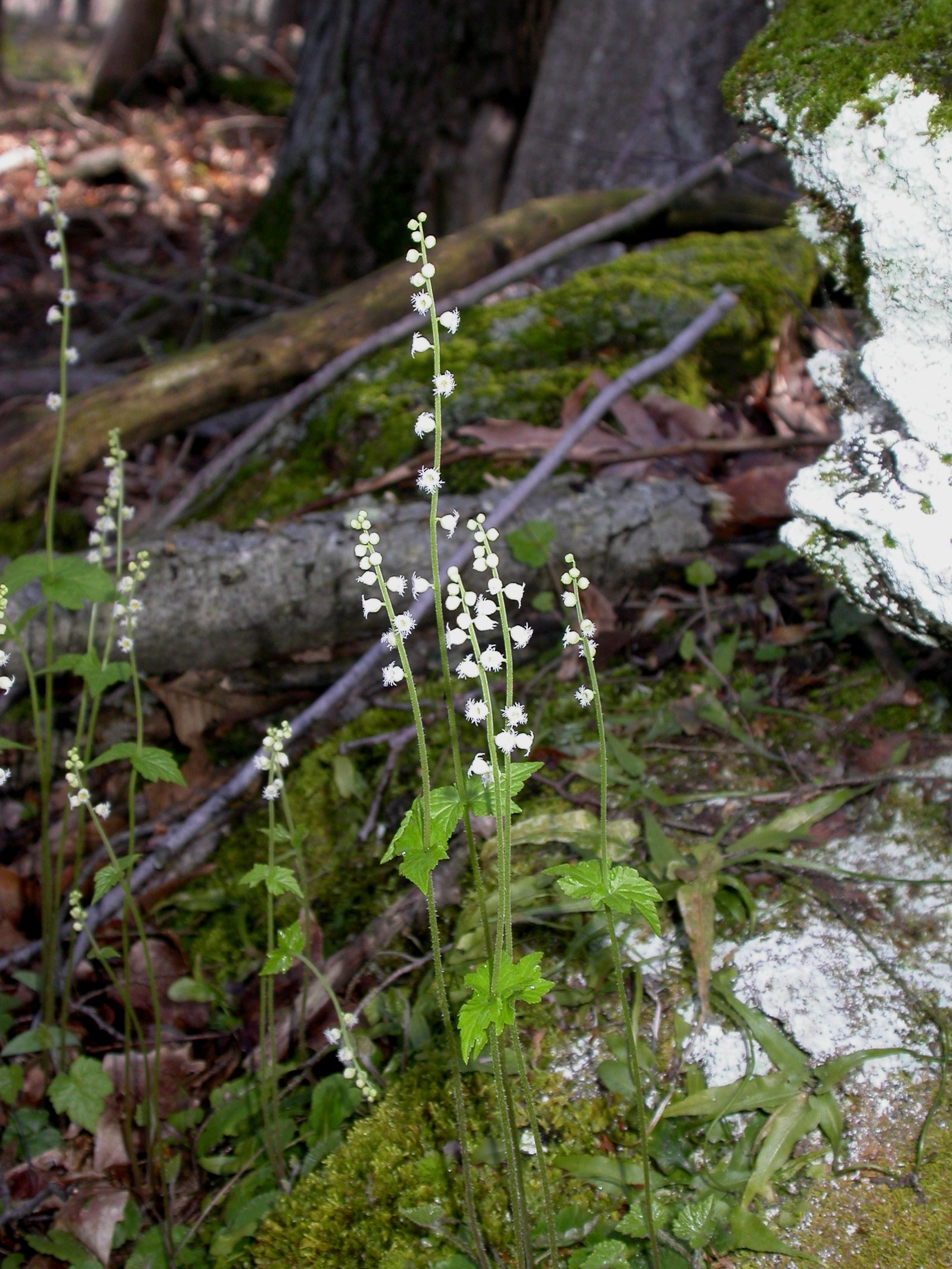 Saxifragaceae Mitella diphylla