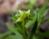 image of Ranunculus sceleratus