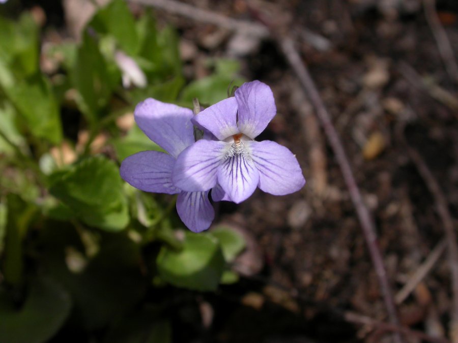 Violaceae Viola cucullata