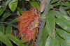 image of Brownea 