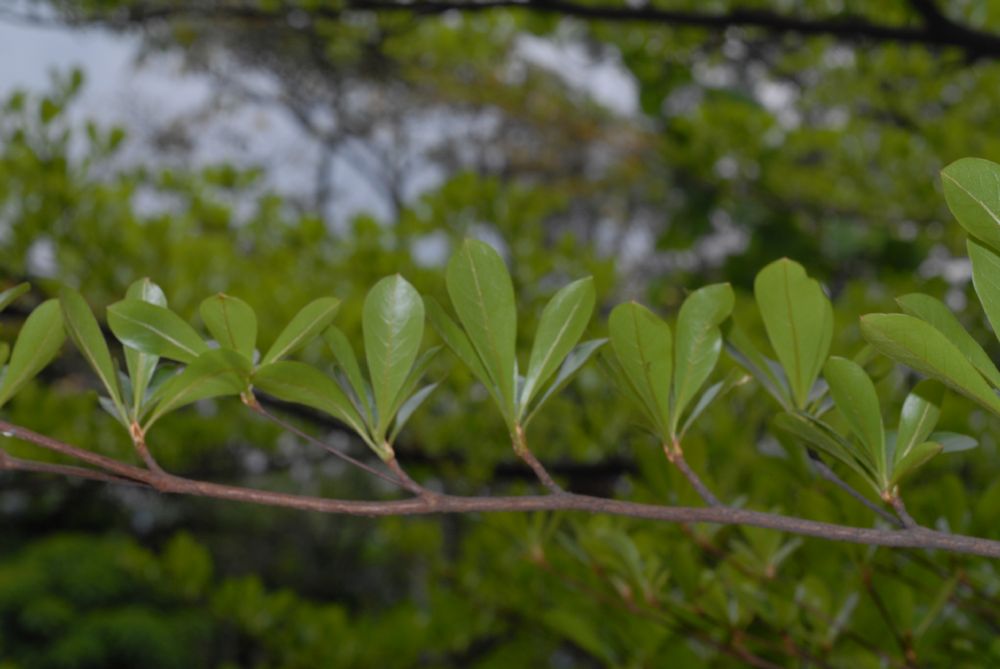 Combretaceae Bucida 