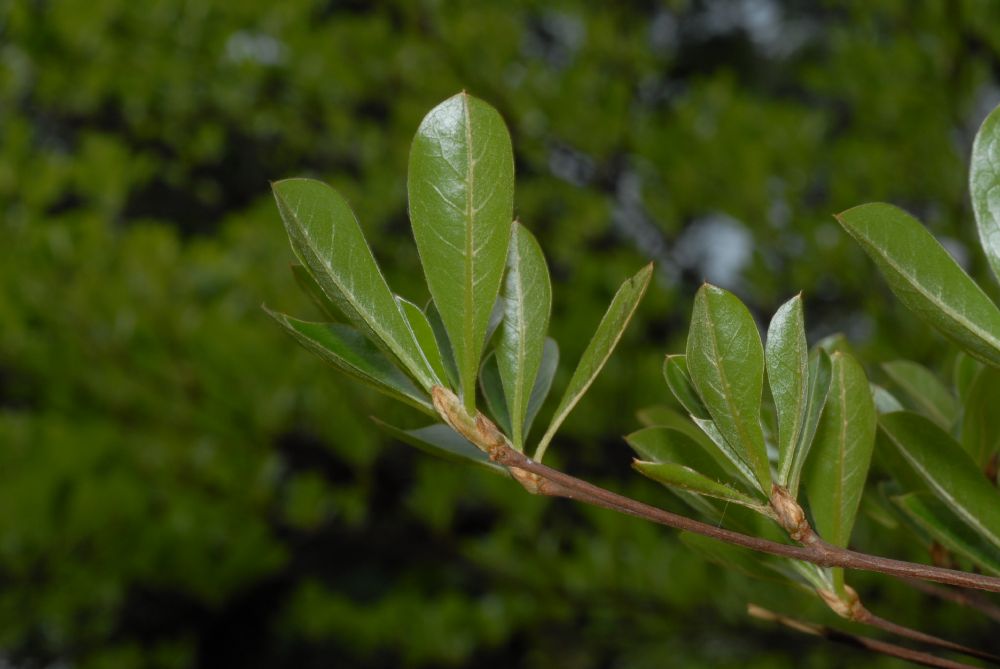 Combretaceae Bucida 