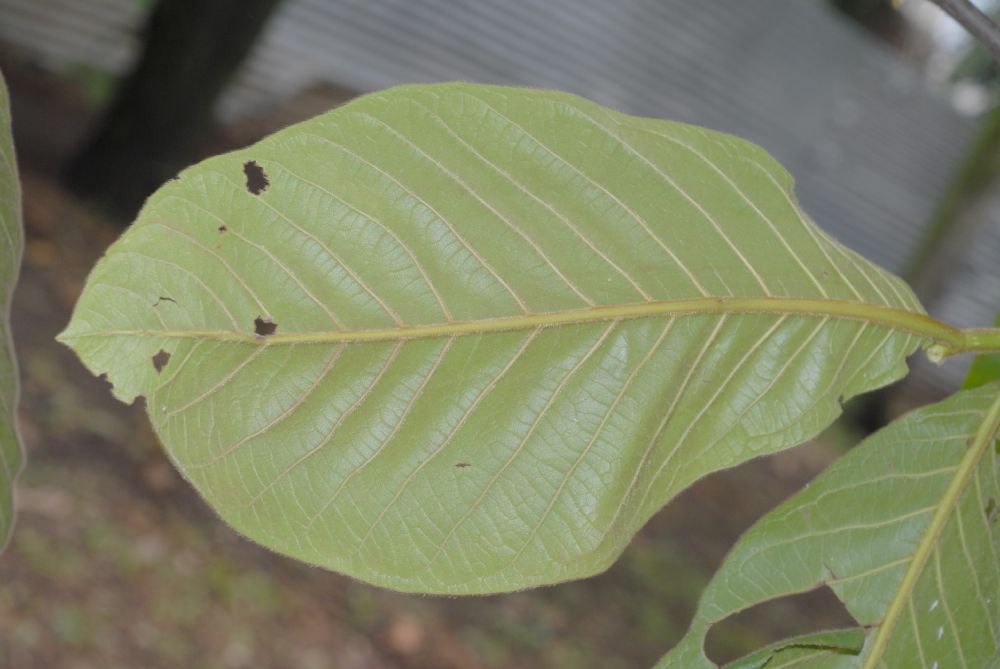 Polygonaceae Triplaris 