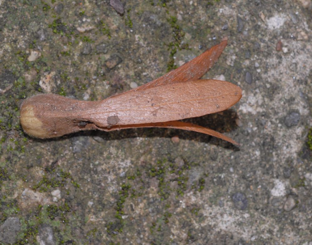 Polygonaceae Triplaris 