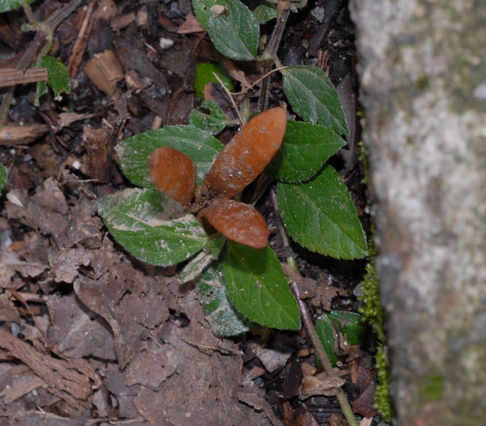 Polygonaceae Triplaris 