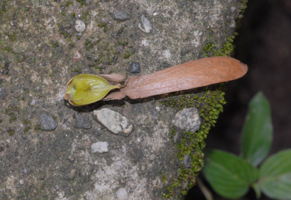 Polygonaceae Triplaris 