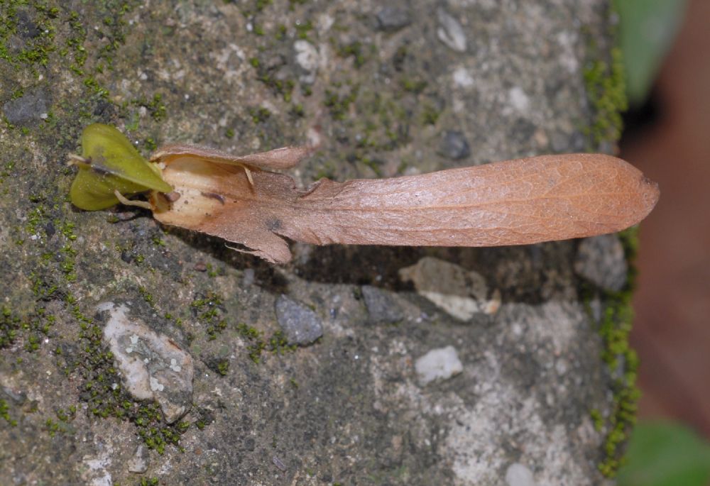 Polygonaceae Triplaris 