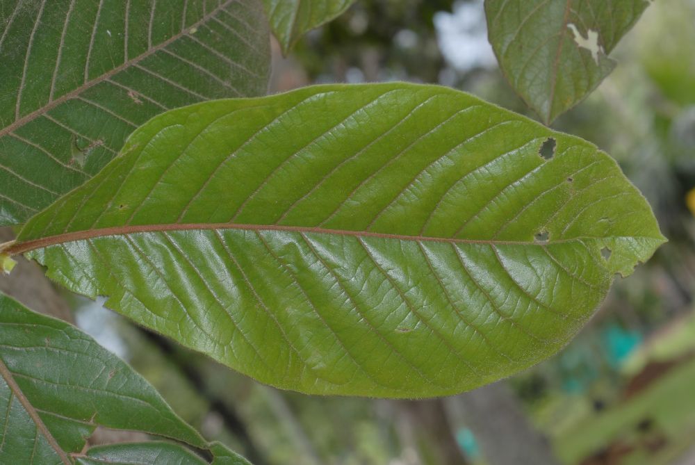 Polygonaceae Triplaris 
