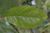 image of Triplaris 