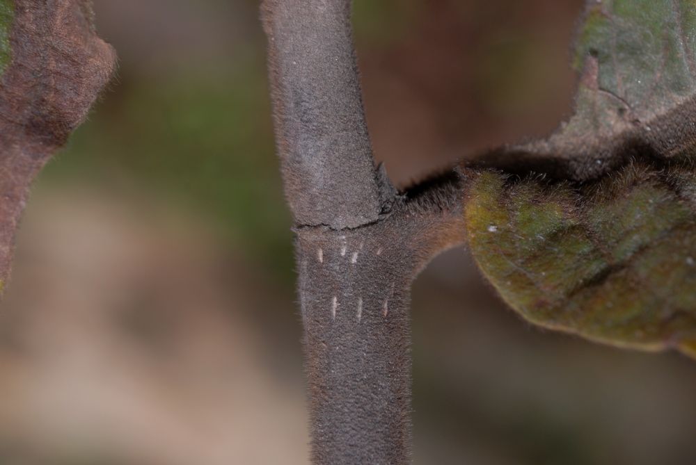 Polygonaceae Triplaris 