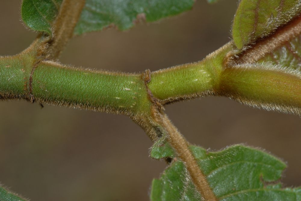 Polygonaceae Triplaris 
