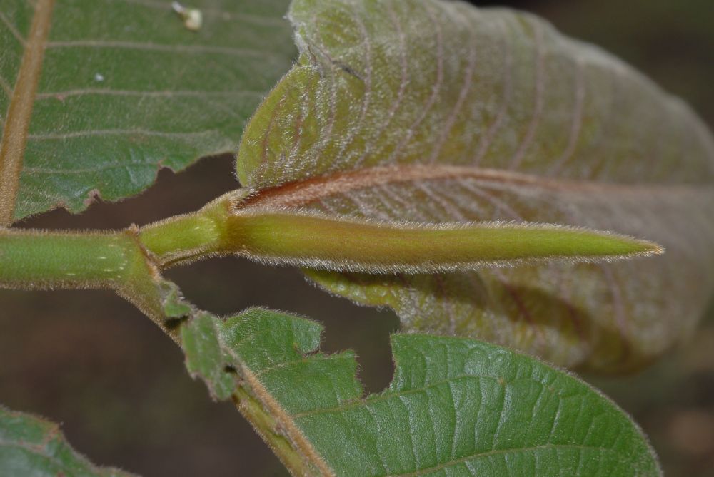 Polygonaceae Triplaris 