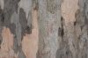 image of Triplaris 