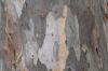 image of Triplaris 