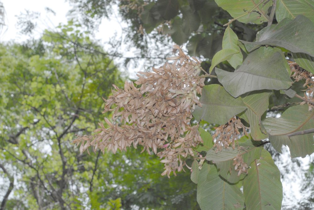 Polygonaceae Triplaris 