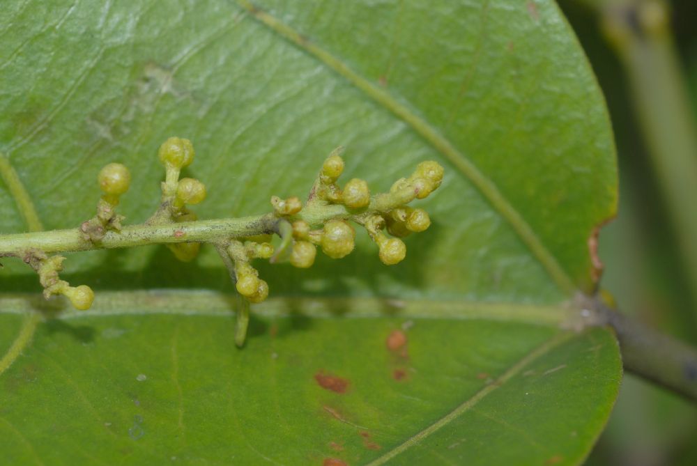 Euphorbiaceae Omphalea diandra