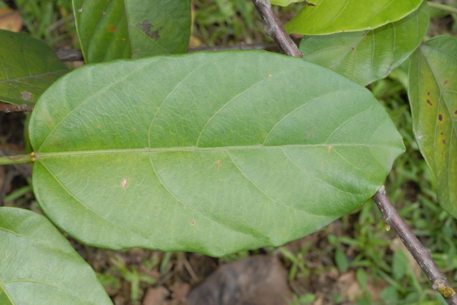 Euphorbiaceae Omphalea diandra
