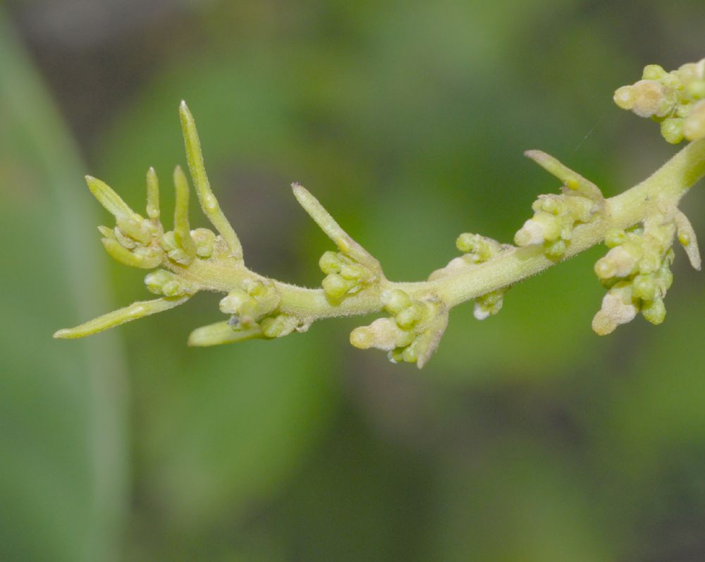 Euphorbiaceae Omphalea diandra