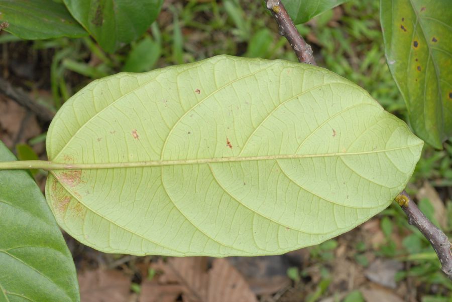 Euphorbiaceae Omphalea diandra