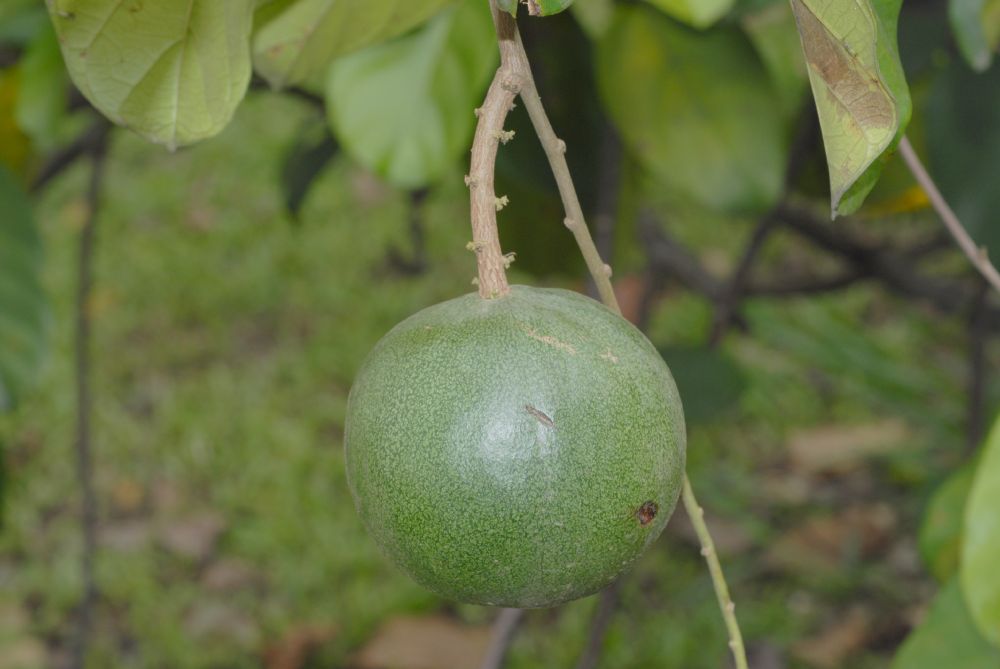 Euphorbiaceae Omphalea diandra