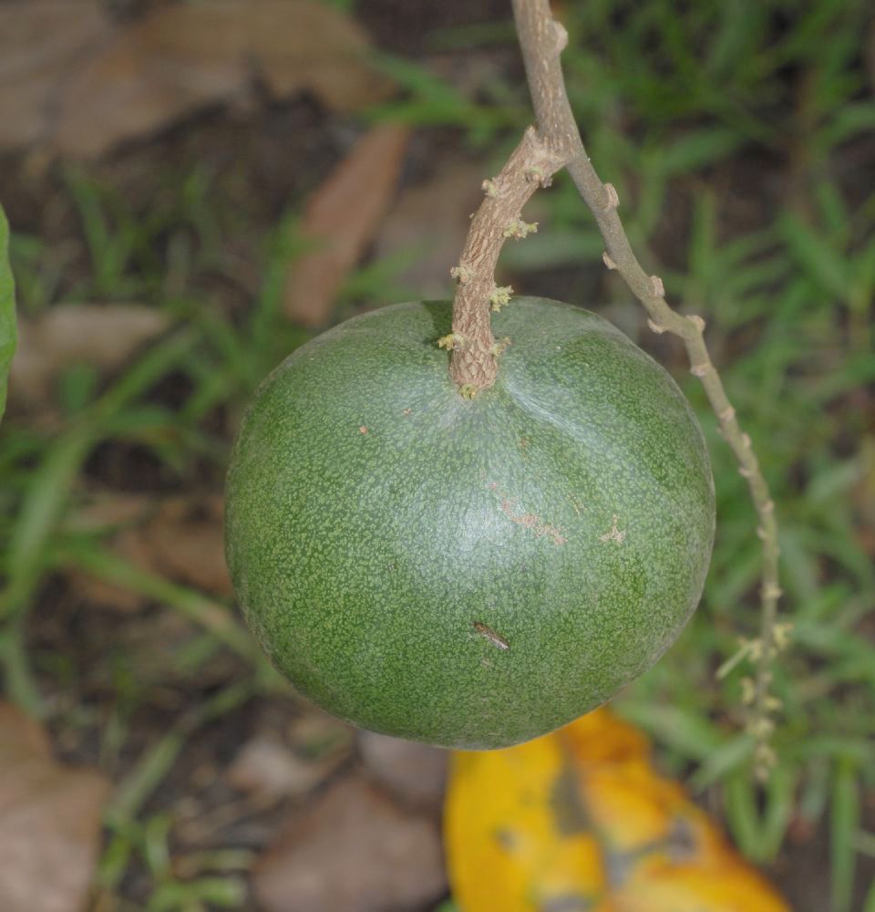 Euphorbiaceae Omphalea diandra