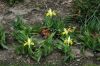 image of Iris 