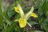image of Iris 