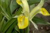 image of Iris 
