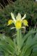 image of Iris 
