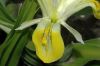 image of Iris 