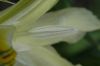 image of Iris 