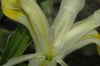 image of Iris 