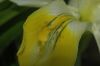 image of Iris 