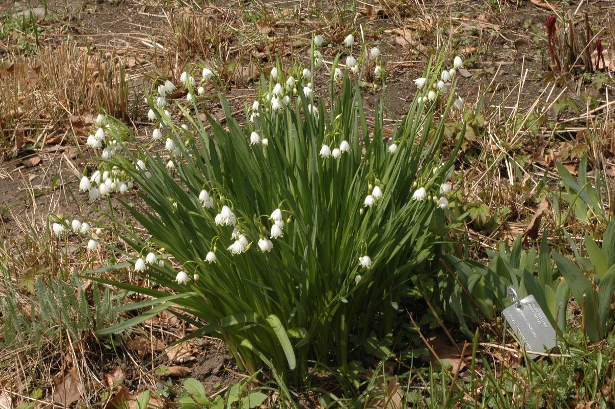 Amaryllidaceae Leucojum aestivium