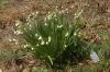 image of Leucojum aestivium