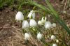 image of Leucojum aestivium