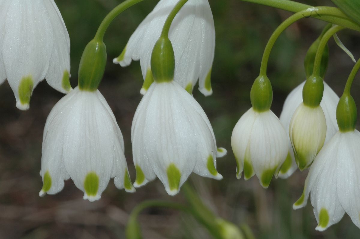 Amaryllidaceae Leucojum aestivium