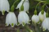 image of Leucojum aestivium