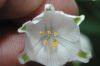 image of Leucojum aestivium