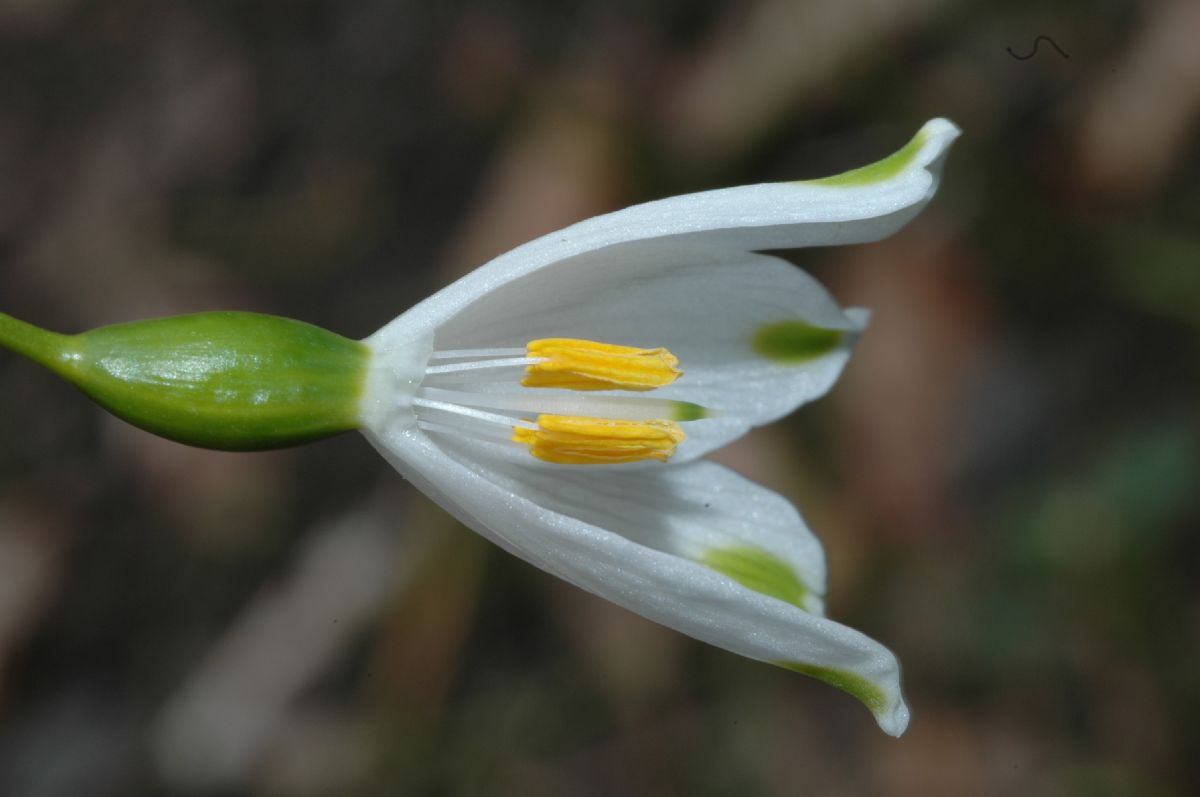 Amaryllidaceae Leucojum aestivium