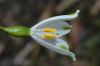 image of Leucojum aestivium