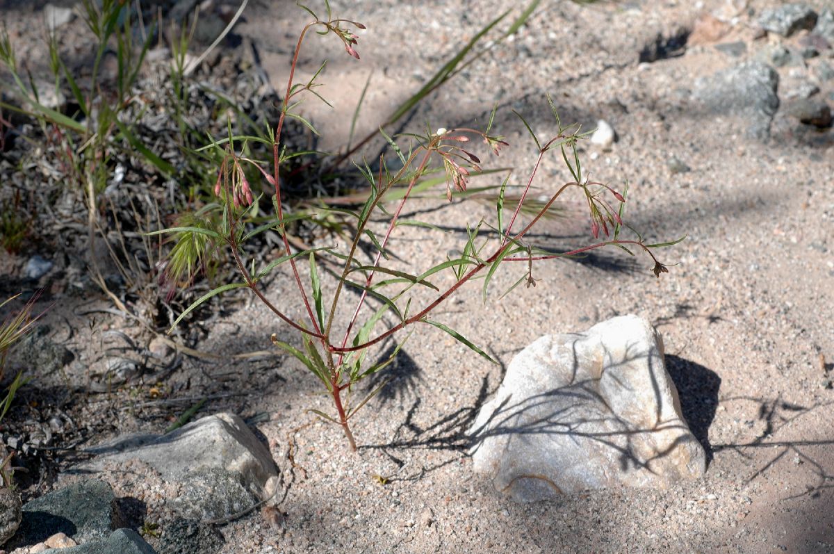 Onagraceae Camissonia refracta