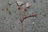 image of Camissonia refracta