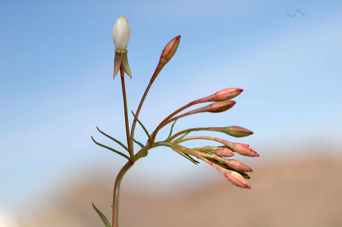 Onagraceae Camissonia refracta