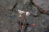 image of Camissonia refracta