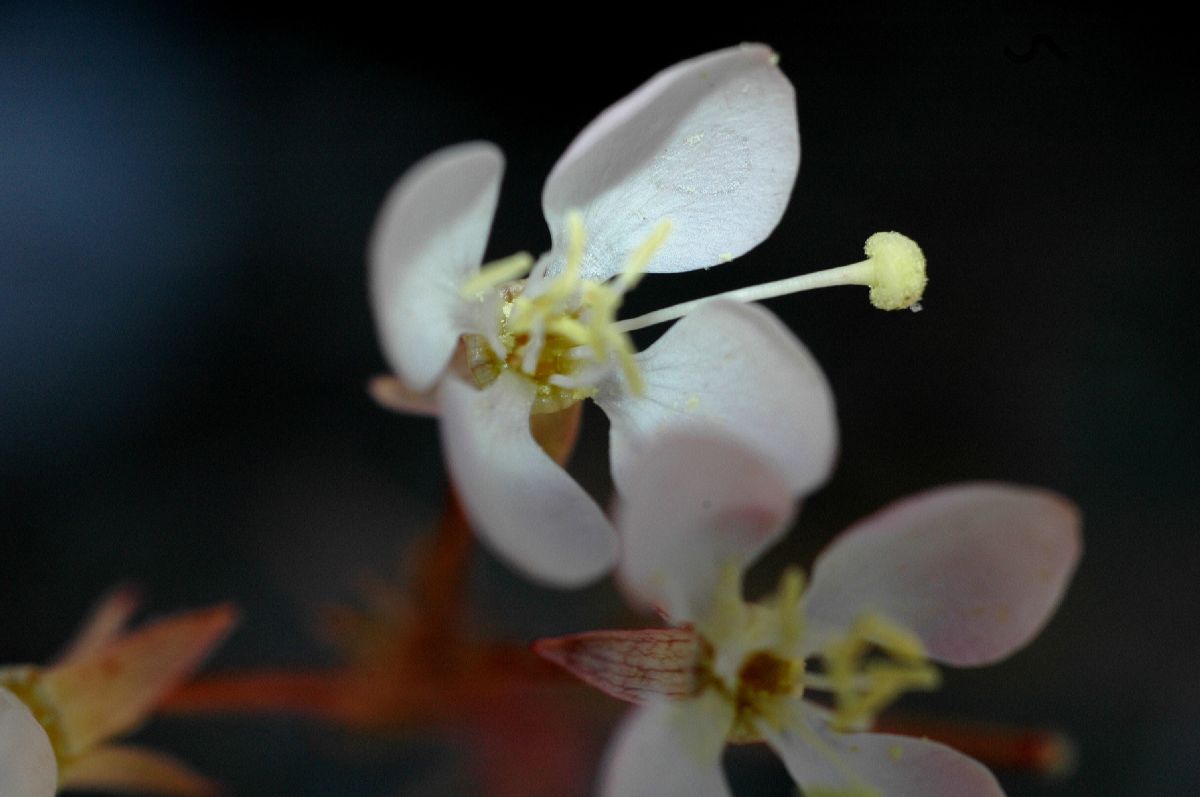 Onagraceae Camissonia refracta