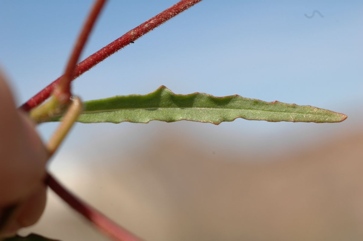 Onagraceae Camissonia refracta