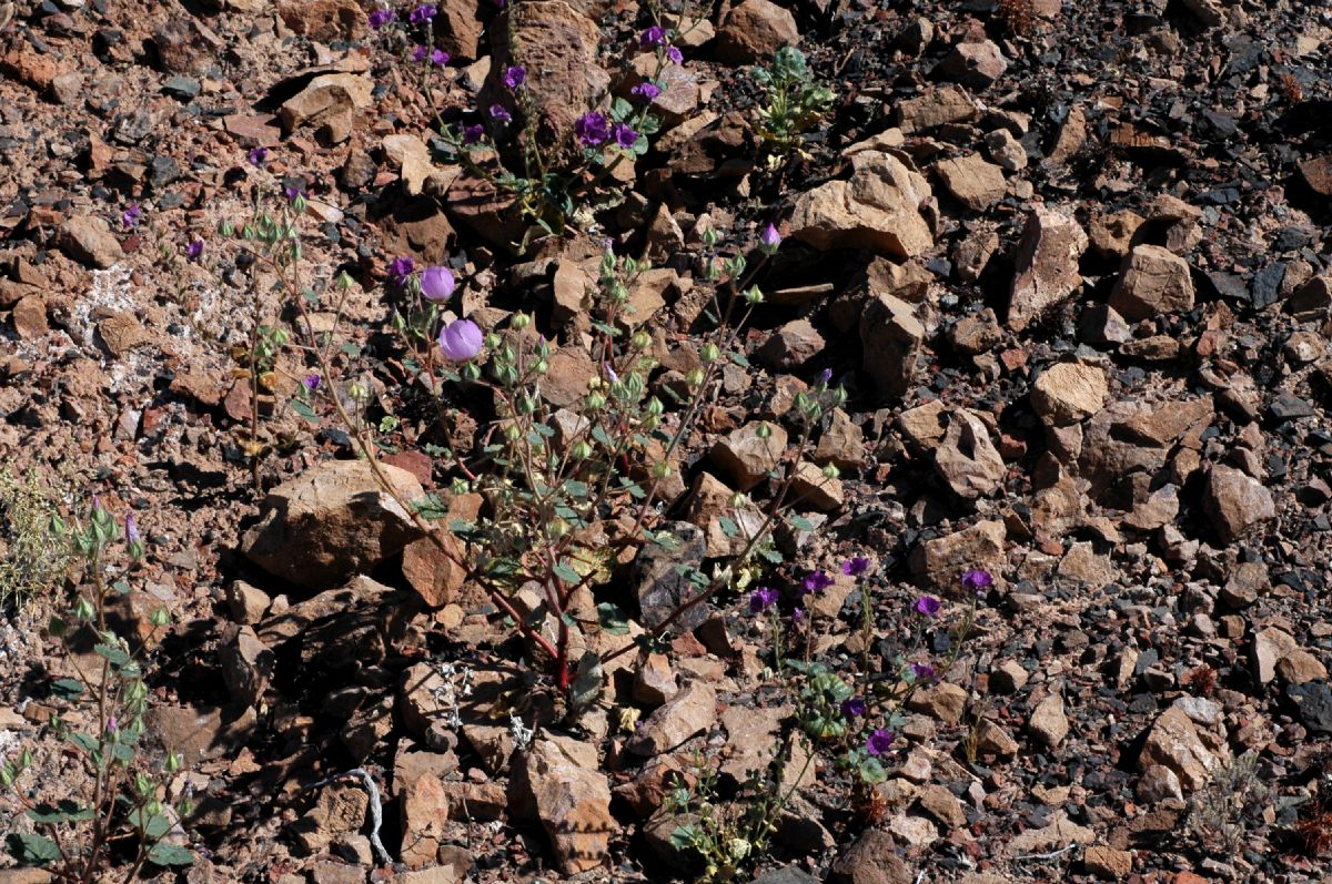 Malvaceae Eremalche rotundifolia